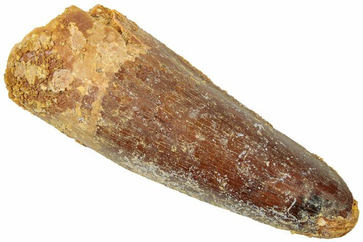 Fossil Spinosaurus Tooth - Real Dinosaur Tooth #312996